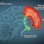 Brain Connections: Understanding Addictions and the Brain